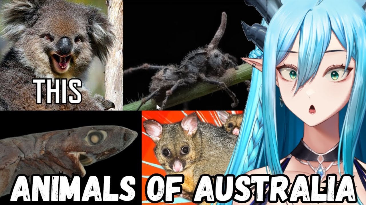 Australian Animals Are TERRIFYING! | More Parz React