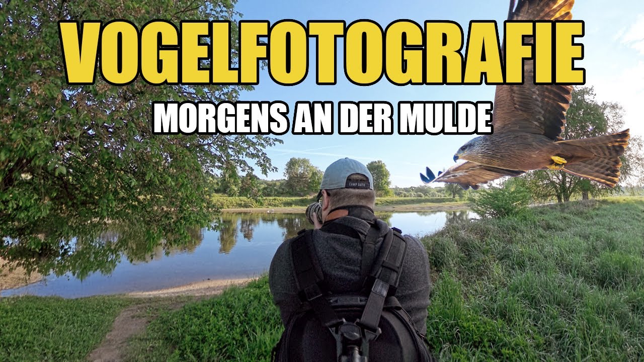 Vogelfotografie am frühen Morgen – Wilde Begegnungen an der Mulde