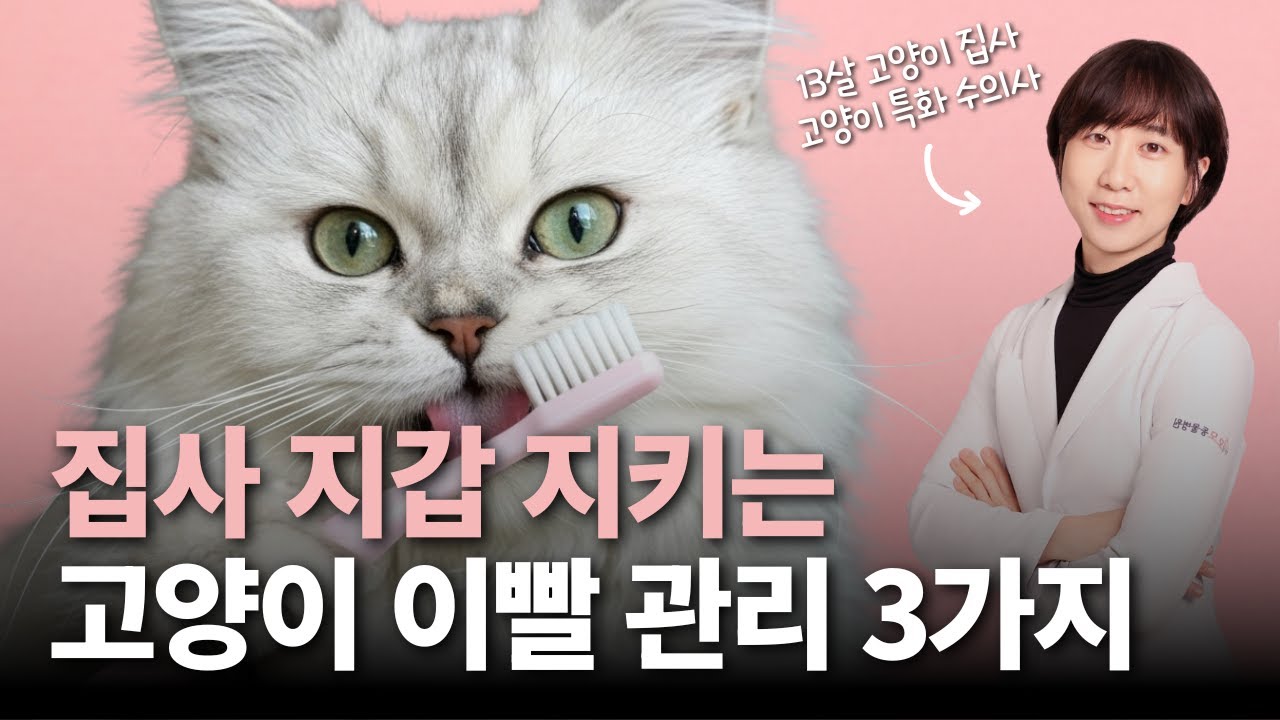 고양이 이빨 양치 꿀팁 3가지 🐱 집사 지갑 지키는 필수 관리법