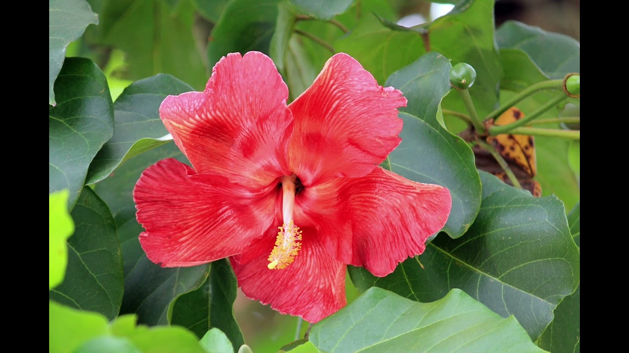Amapola (2)