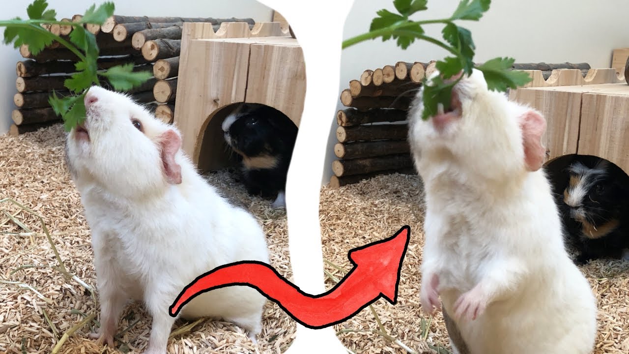 SÜßE Männchen machende Meerschweinchen sind NIEDLICH!