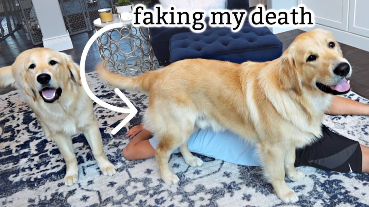 Faking my Death in front of our Dogs - Dogs Funny Reaction!