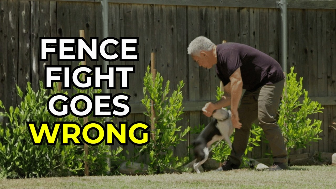 When Dogs Go to War With the Neighbor | Better Human Better Dog | S03E11