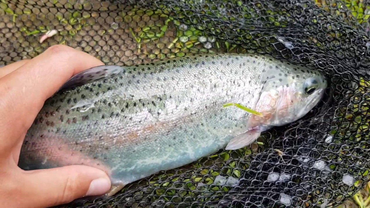 RAINBOW TROUT at Vögi's Fishfarm!!