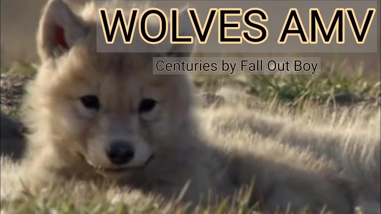 Wolves Amv, Centuries, Fall Out Boy