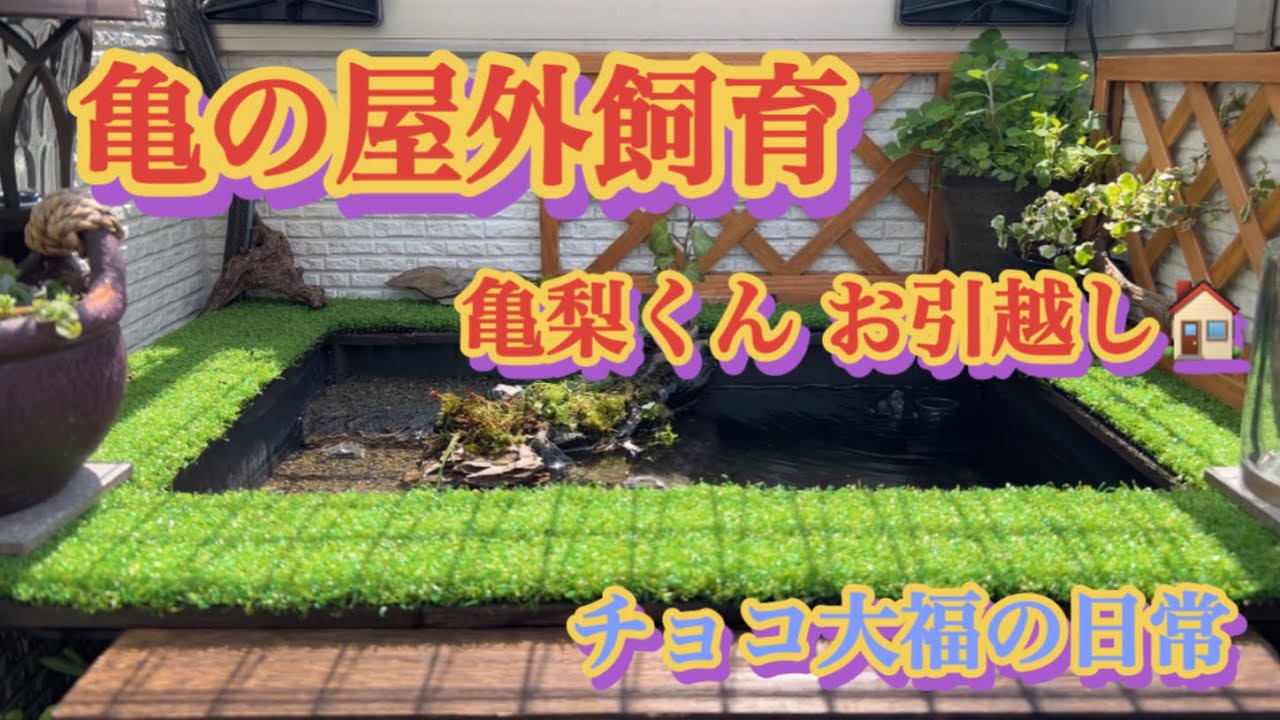 亀の屋外飼育(クサガメ.ゼニガメ)