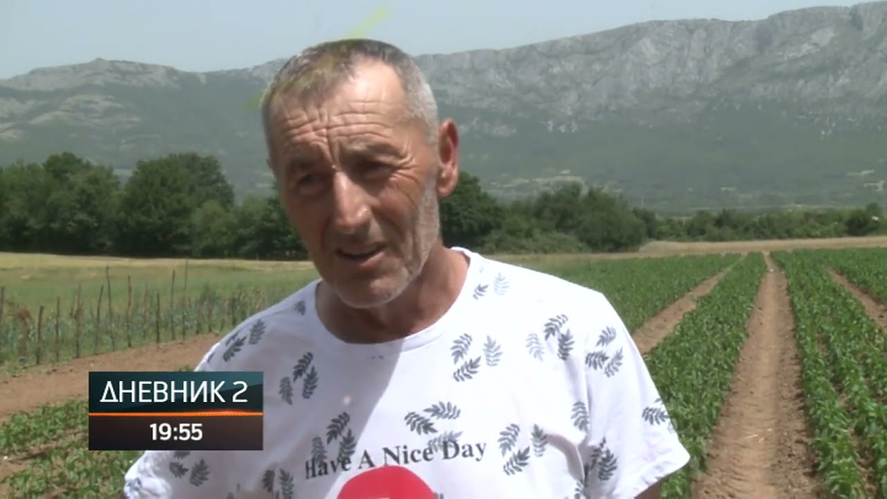 Berkovići - opština čuvena po proizvodnji najkvalitetnije dabarske paprike