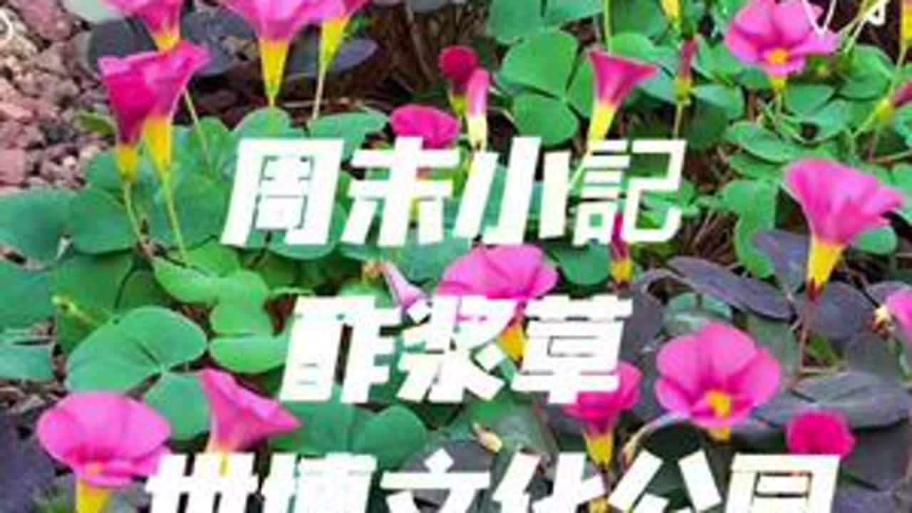 第一次去世博文化公园的温室里溜达，没想里那么大，那么带劲，而且在里面又遇到了一个小小的酢浆草花展，这次运气好，好多品种都在开花，真的好幸运🍀，各种不同品种的酢浆草花太美了。😁😁😁#世博文...
