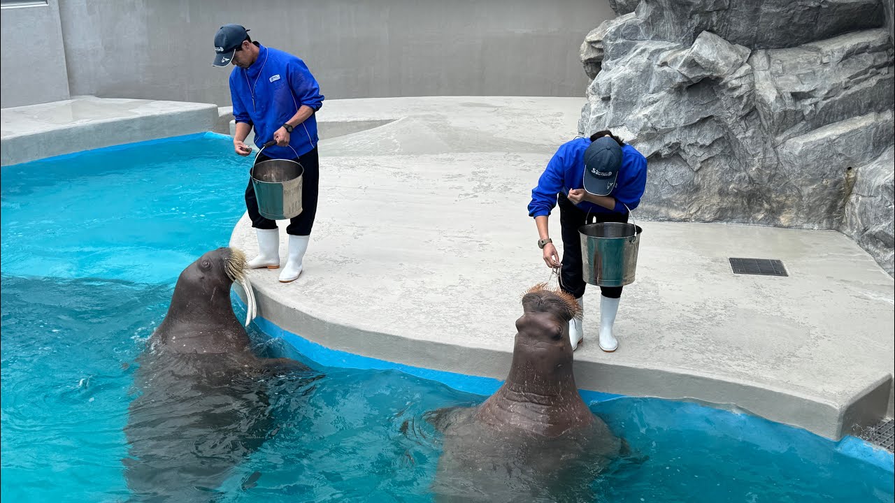 セイウチの餌やり（鴨川シーワールド）