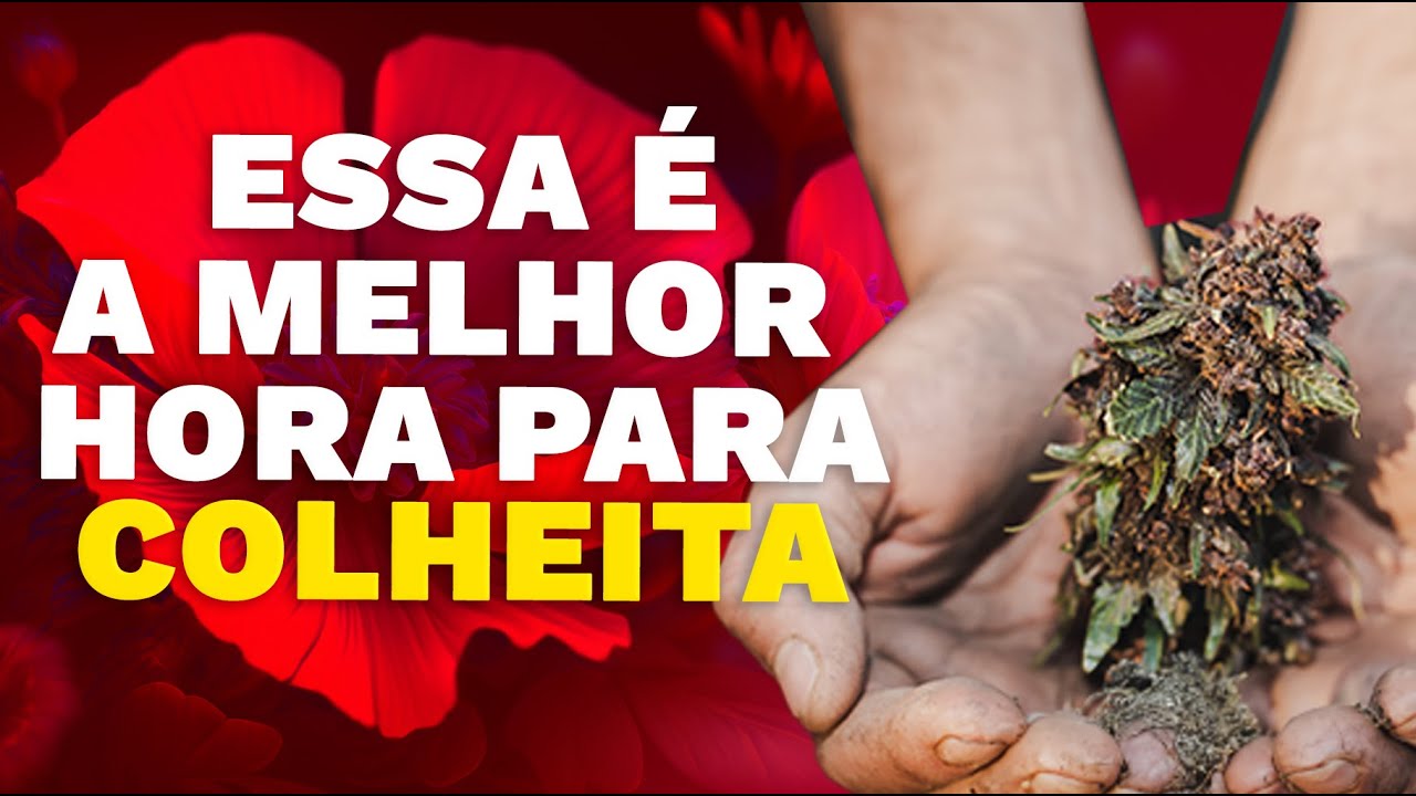 PREPARA&Ccedil;&Atilde;O PARA A COLHEITA: COMO ANALISAR OS PISTILOS E TRICOMAS?