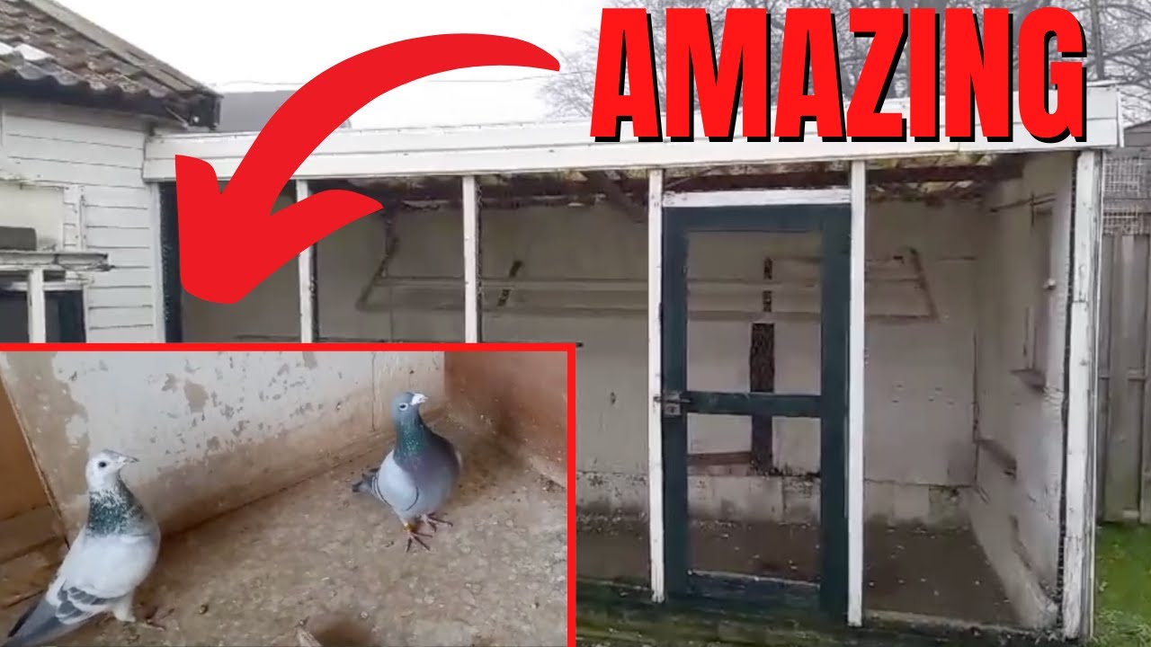 Loft Tour At 88-Year-Old Pigeon Fancier (AMAZING)
