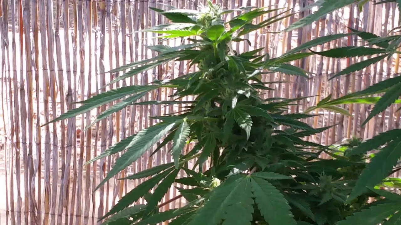 Big Ghost Train Haze Update #3 - 5/16/2018