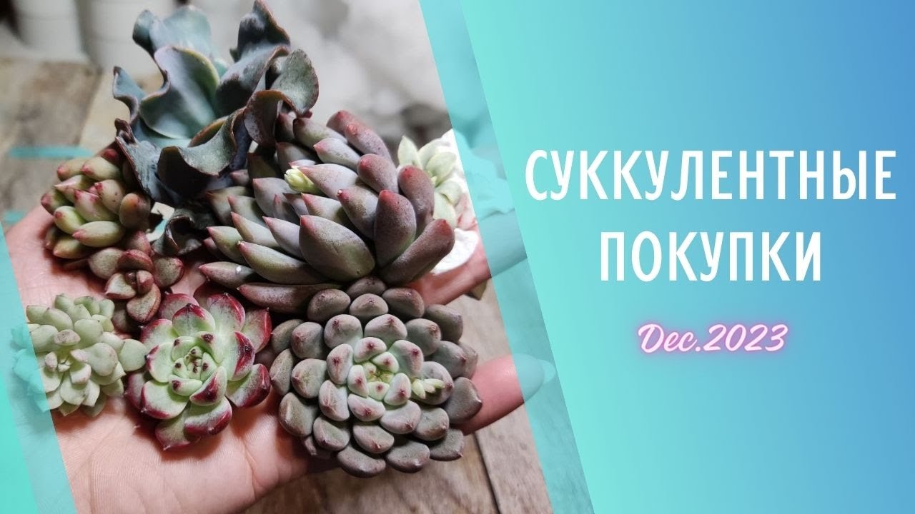 Распаковка корейских суккулентов 🌱 Декабрь 2023