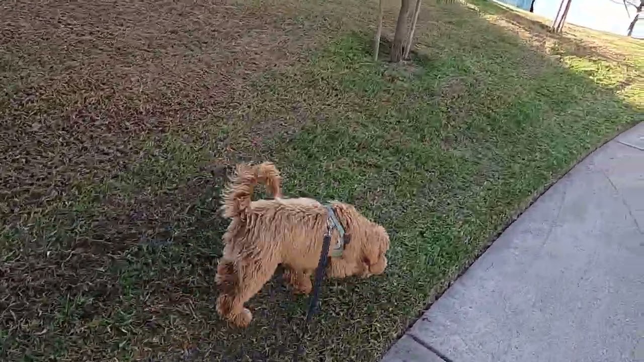 013026 Taking Rally for a walk.