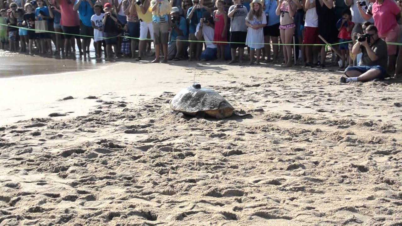 Tour de Turtles at Melboune Beach