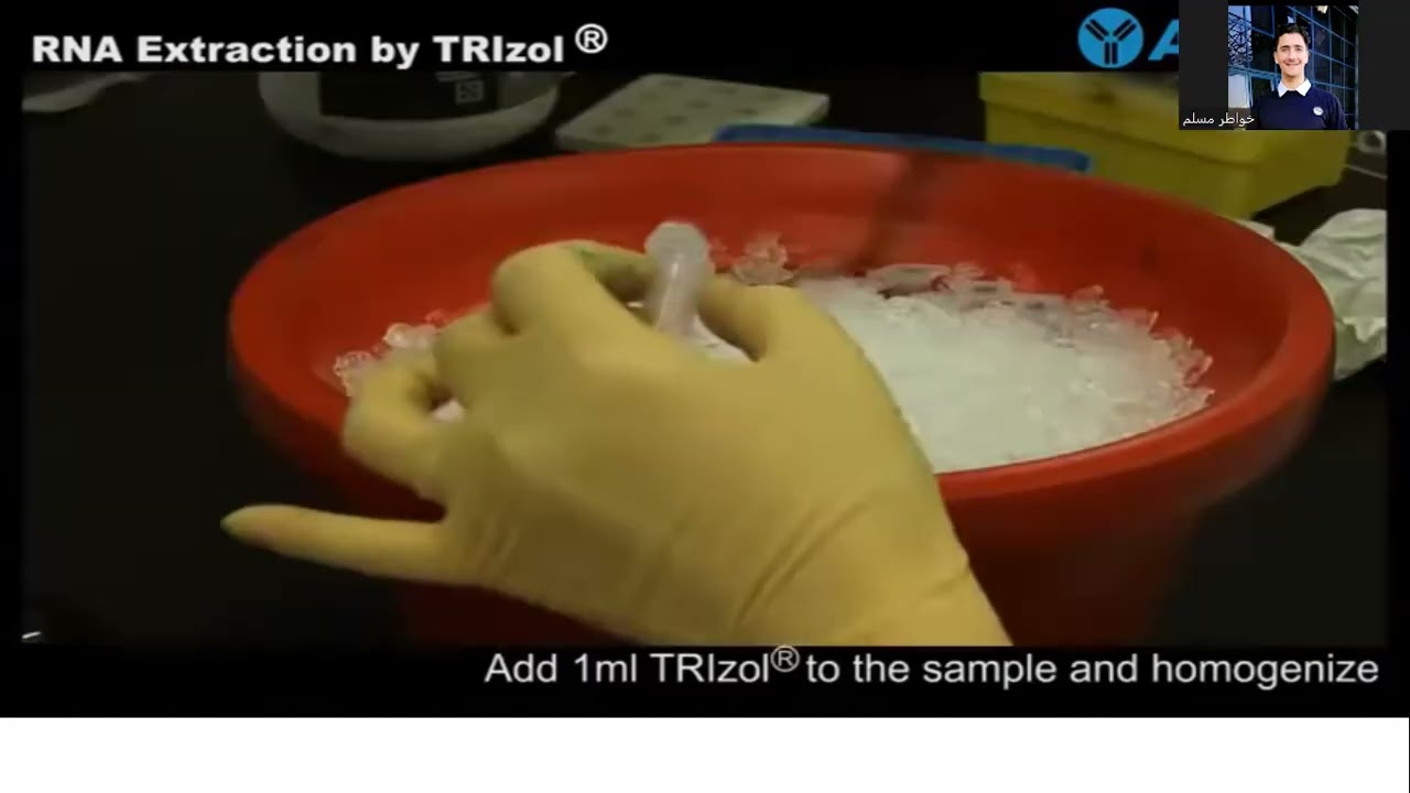 RNA EXTRACTION part 2