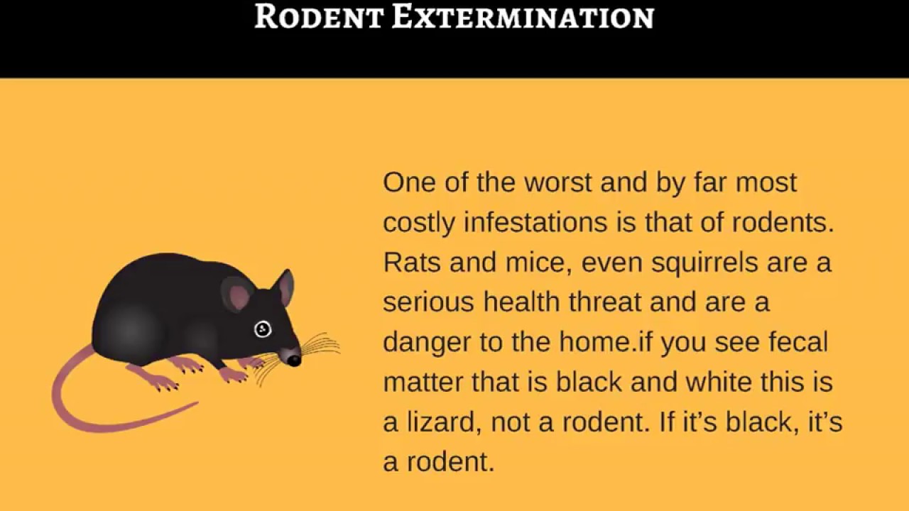 Find the Best Ant and Rodent Exterminator in Montclair