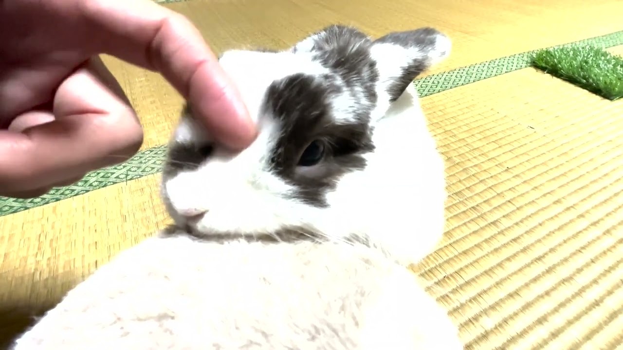 今日のだいふく
