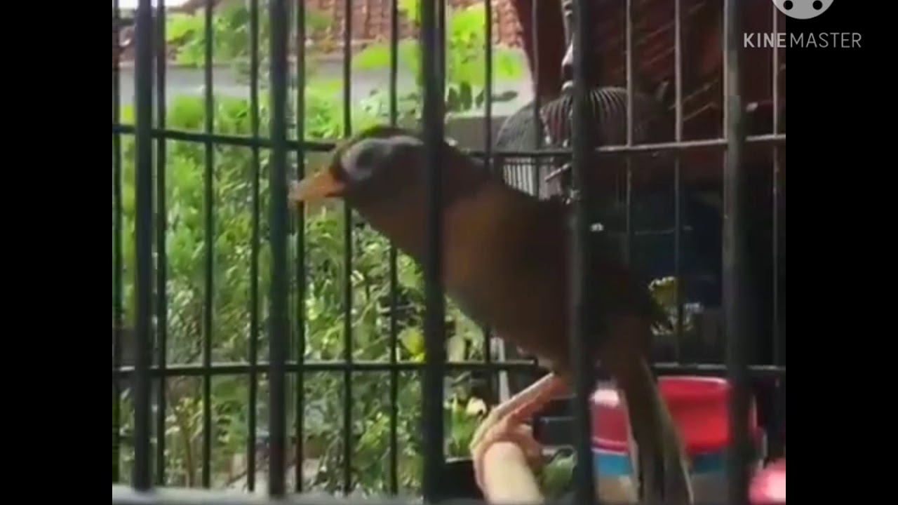 BURUNG WAMBI//HWA MEI,SUARA KERAS DAN VARIASI