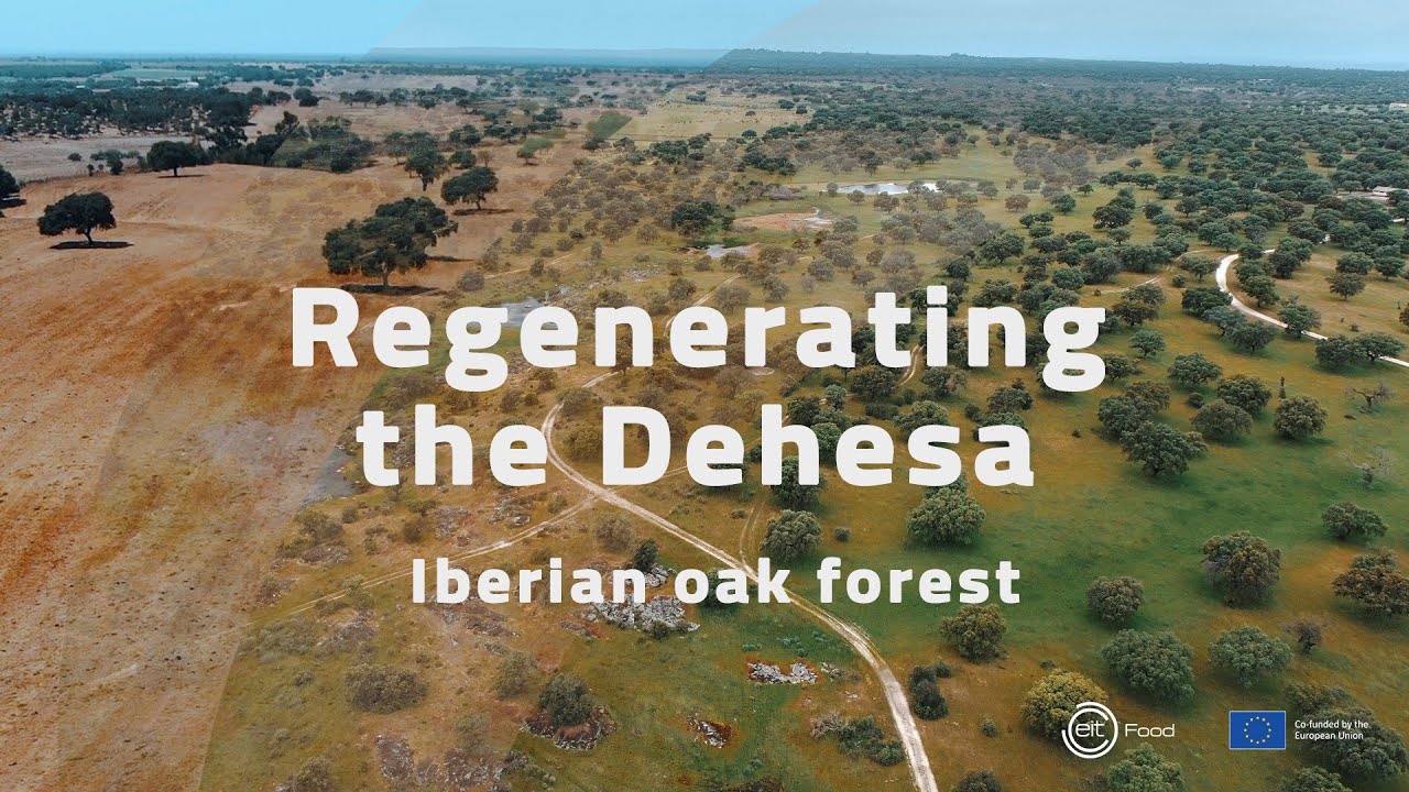 Regenerating the Dehesa (Iberian oak forest)
