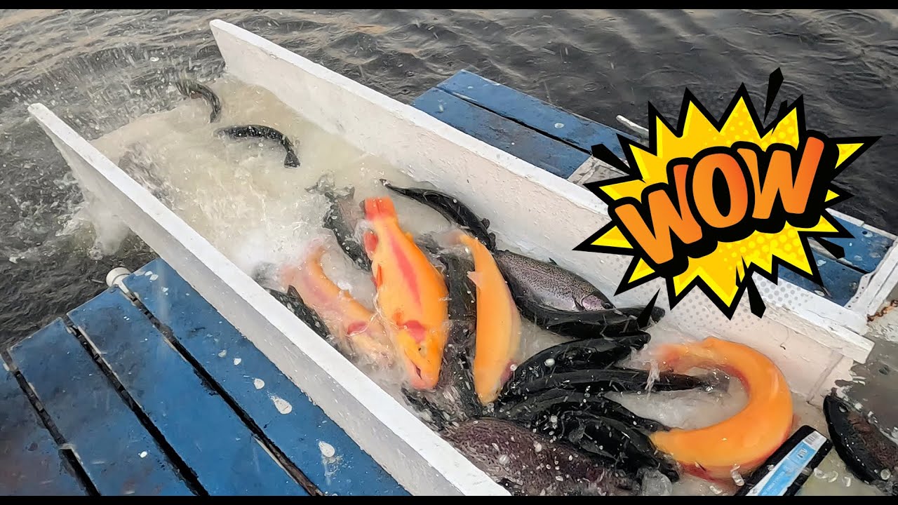 18.12.2025 Зарыбление озер реки Санта-Ана форелью Lightning Trout, форелью Super Trout и радугой ...