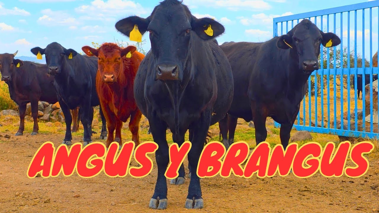 ANGUS y BRANGUS: 2 razas muy completas para producir carne