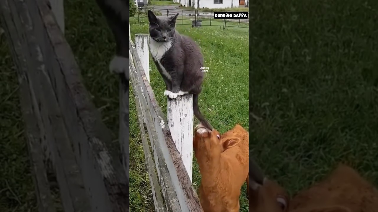 Saamakozhi Sarvalogam 🤣 #funny #cat #shorts #dog #shortsfeed #animals #dubbingdappa #catvideos #pets