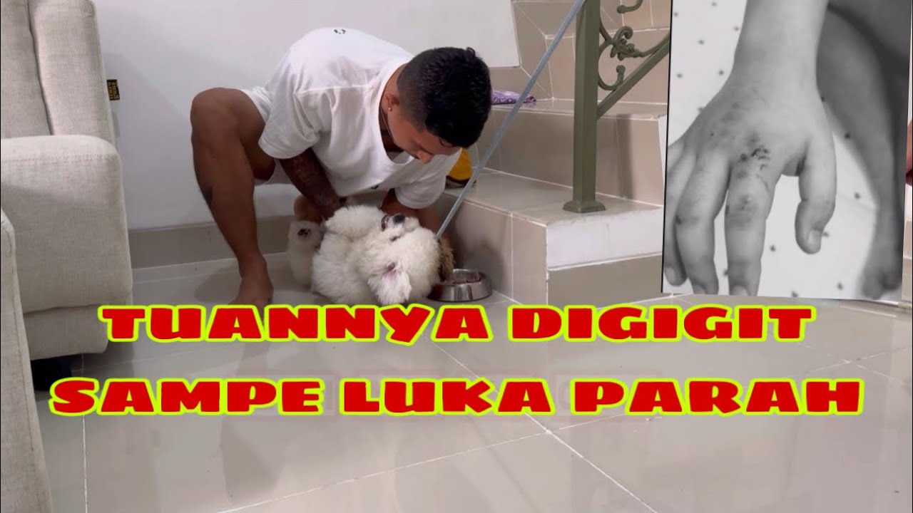 ANJING MALTIPO MENGGIGIT PEMILIKNYA SENDIRI ‼️ SANGAT AGRESIF TERHADAP MAKANANNYA
