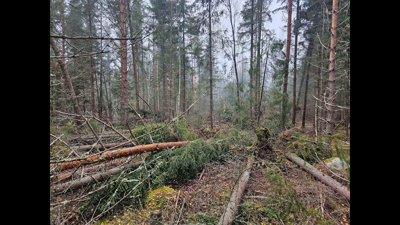 Metsätilan katselmus
