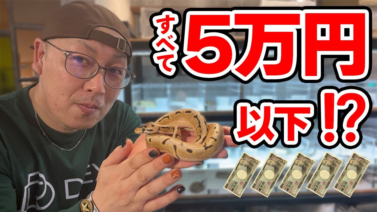 5万円以下で買えるおすすめのボールパイソンを紹介！【DREXX｜ボールパイソン】