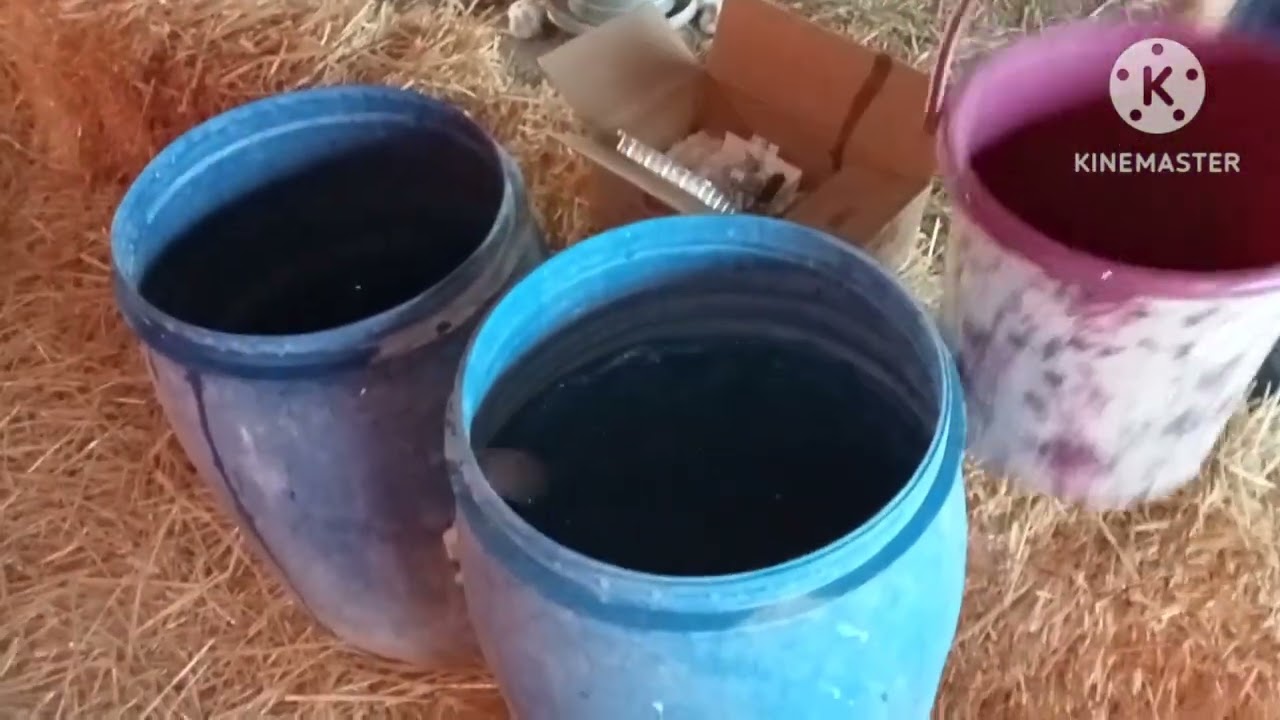 #تلقيح الدجاج ضد الأمراض الفيروسية:الجومبورو والنيوكاستل 🐓🦃🐔