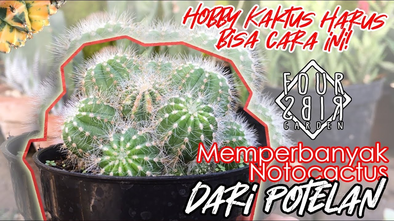 Cara Memperbanyak Kaktus dari Potelan - Notocactus