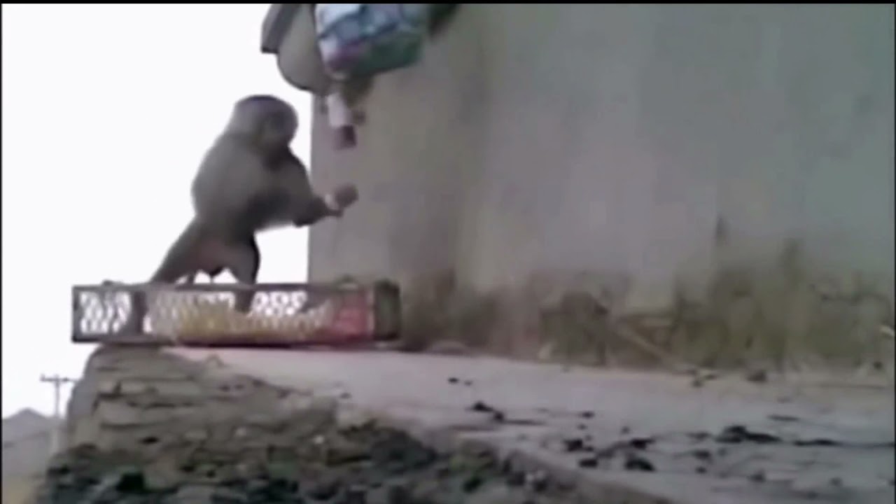 Monkeys Gibbons get electric shock! Sparks Fly! Hilarious! Funny! #shorts