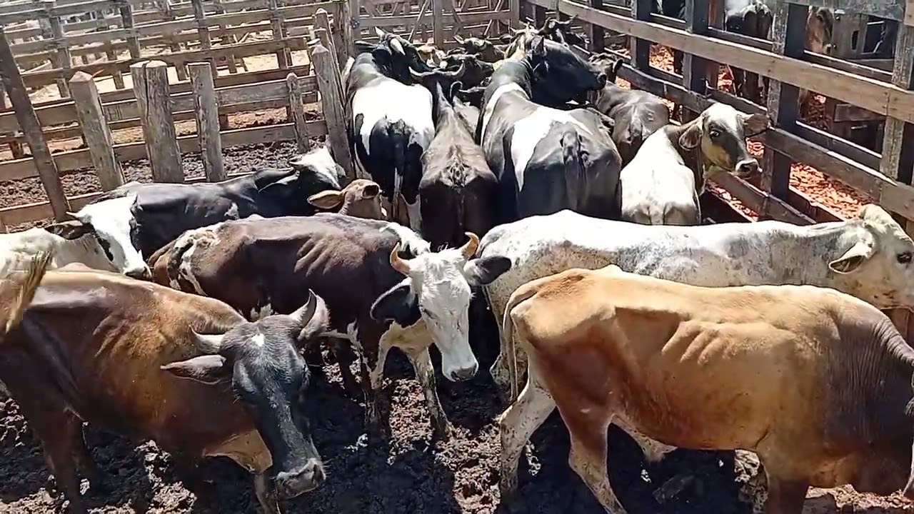 Tabira pe 