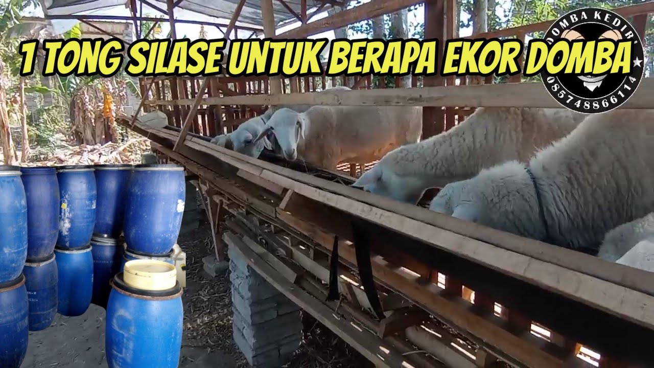 1 Tong Silase Untuk Berapa Ekor Domba dan Berapa Hari