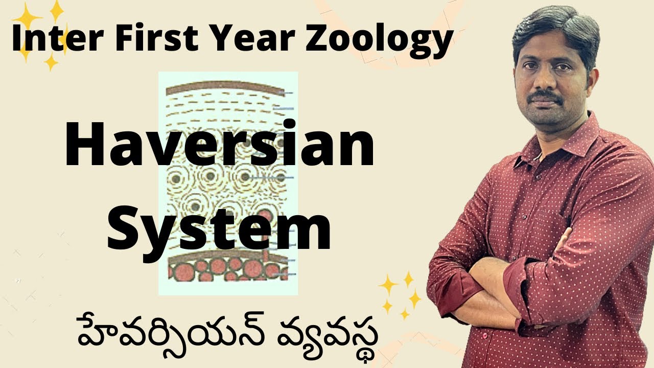 Haversian System || హేవర్సియన్ వ్యవస్థ || Inter First Year Zoology most Important Questions