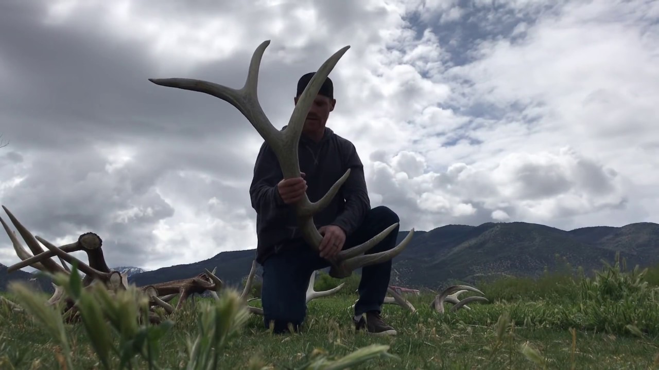 Did you know Deer and Elk antlers fall off every year?