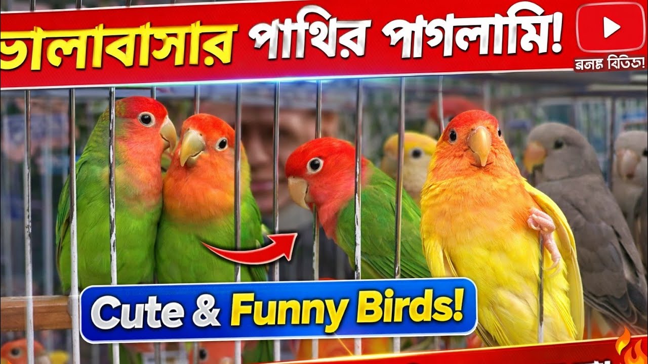 এত সুন্দর লাভবার্ড একসাথে দেখেছেন কখনো? 😍