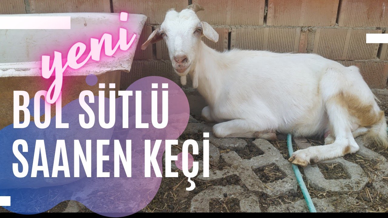 BOL SÜTLÜ SAANEN KEÇİ ALDIM - SÜRÜYÜ BÜYÜTÜYORUZ ! SADECE MERA HAYVANCILIĞI