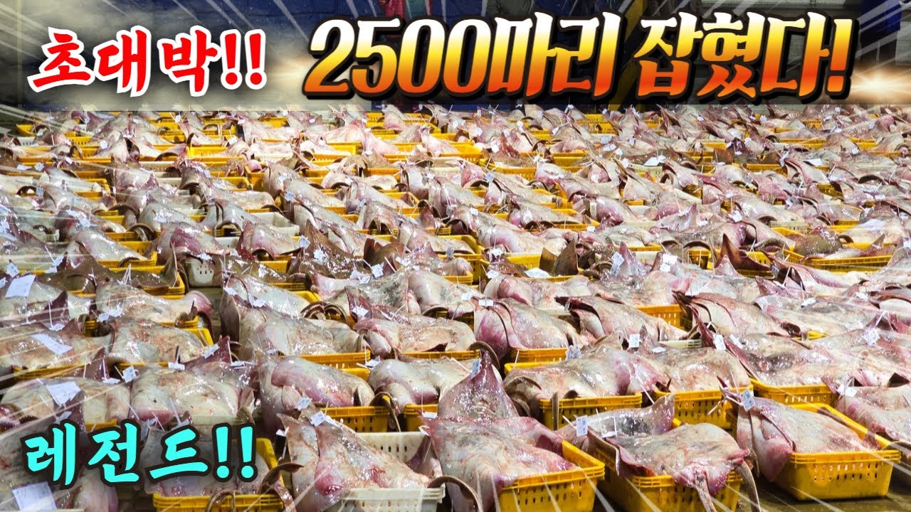 초대박!! 살다살다 전설의 흑산도 홍어 2500마리?? 미쳤네 소리가 절로~(배꼽빠짐 주의!!!!)