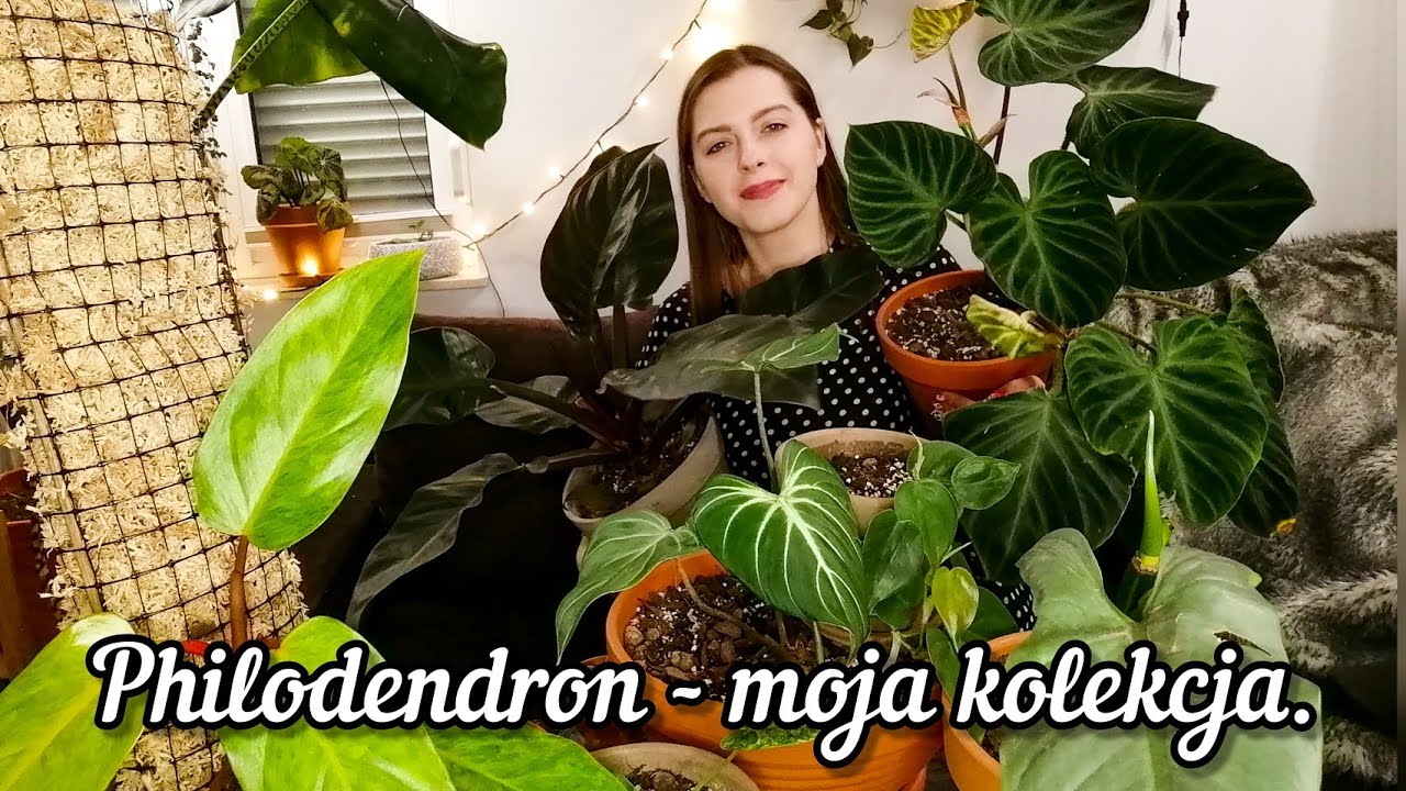 Moja kolekcja philodendronów. Jakie mam i w jakich warunkach rosną?