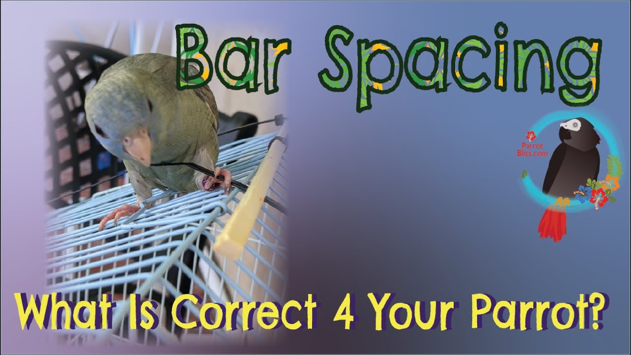 Understand Bar Spacing For Your Parrot's 🦜 Cage Without Memorizing