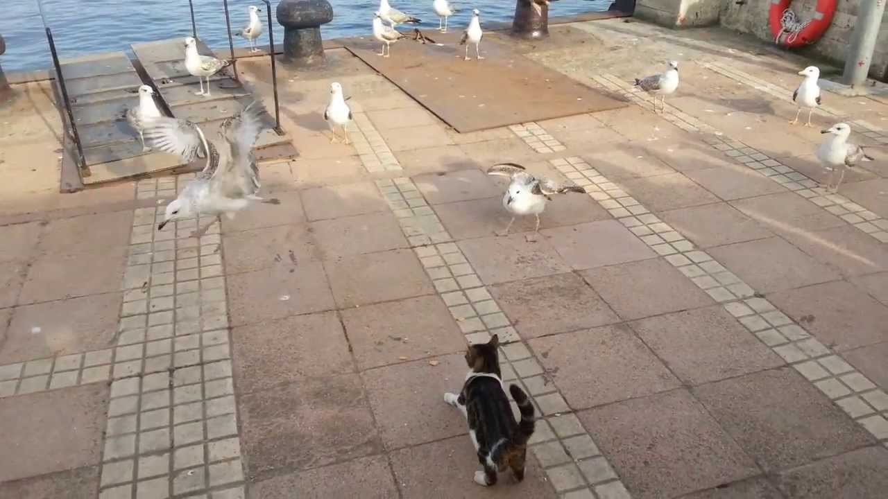 The Cat And The Seagulls - Istanbul