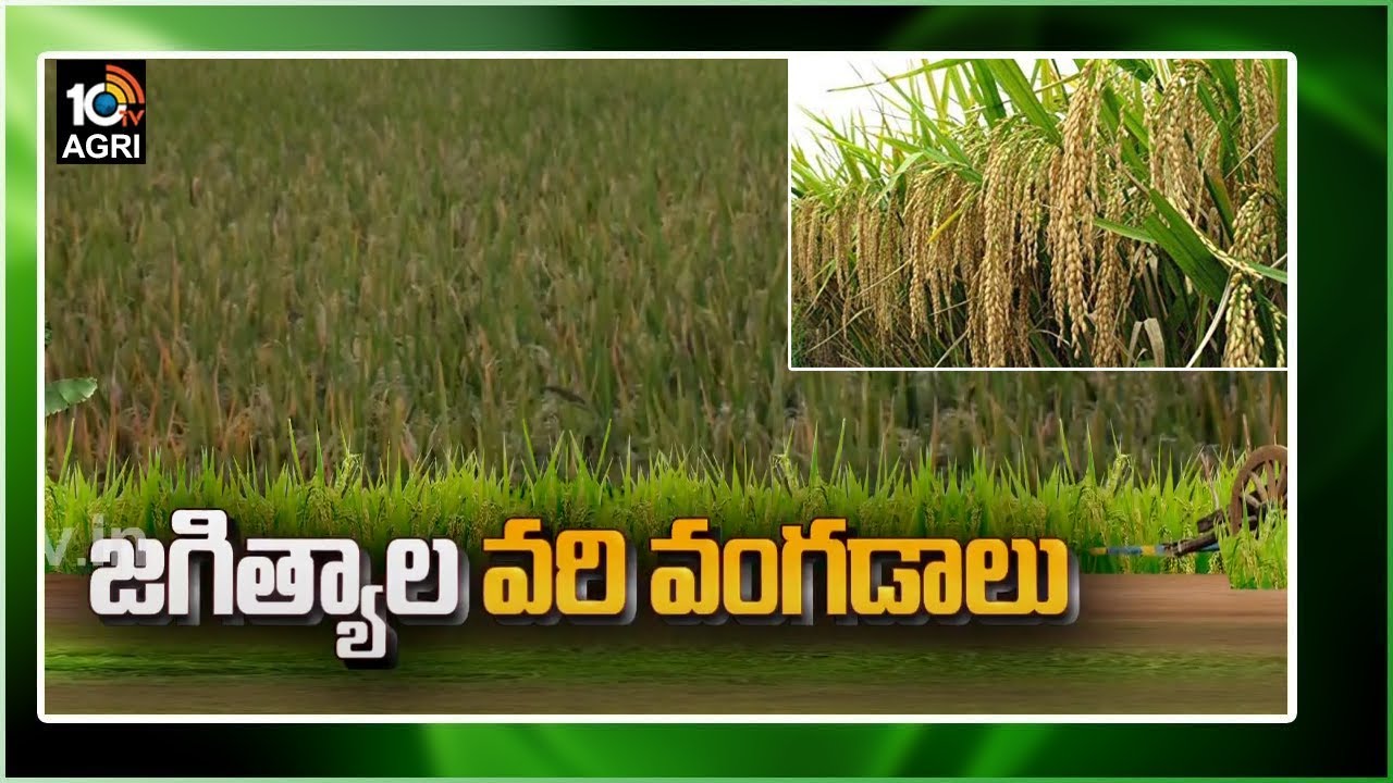 100 రోజుల్లోనే కోతకొస్తున్న ప్రథ్యుమ్న వరి రకం | Jagtial Paddy | New High Yielding Rice Varieties