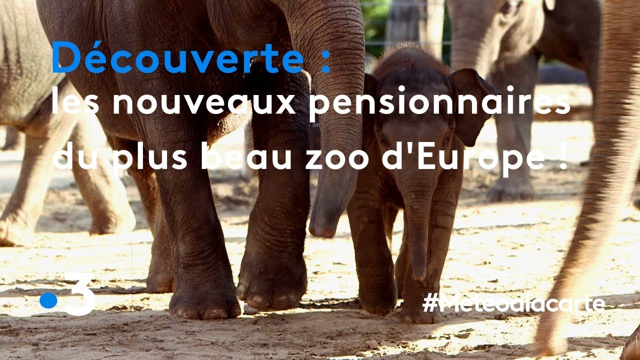 Les nouveaux pensionnaires du plus beau zoo d'Europe ! - Météo à la carte