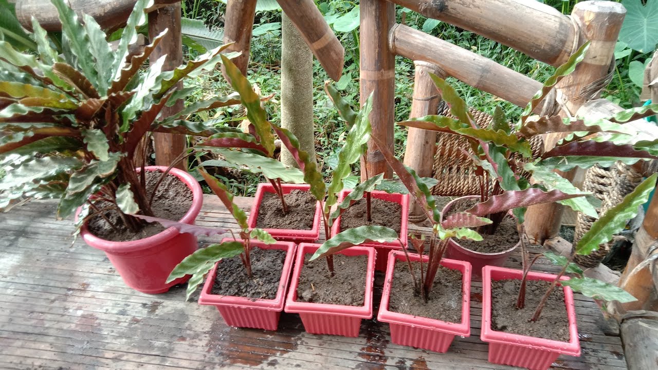 calathea rufibarba propagation #calatheaplant @zhacastillo