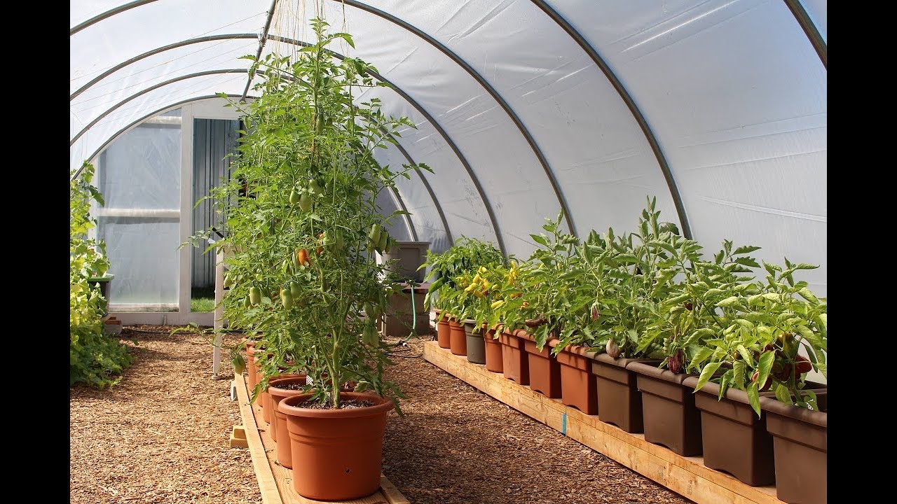 Hybrid Hydroponics in our Hoop House