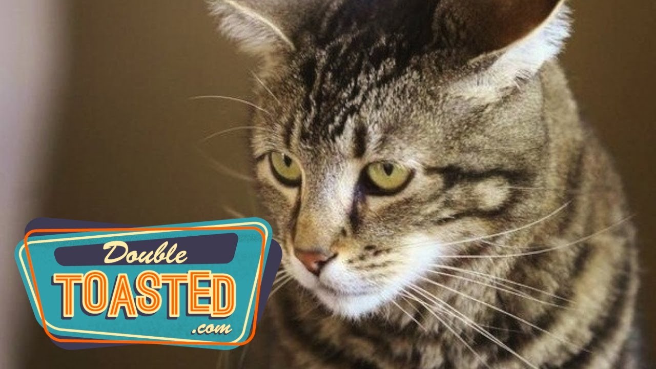 Hero Cat  - The Sunday Service Highlight
