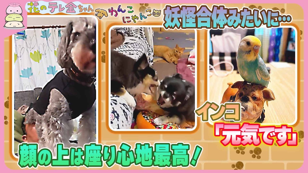 【わんこにゃんこ】顔の上は座り心地最高！＆妖怪合体みたいに…＆インコ｢元気です｣
