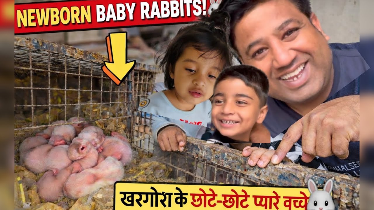 Khargosh ke ghar aaye naye mehmaan 😍 | New born baby rabbits in cage | Full vlog
